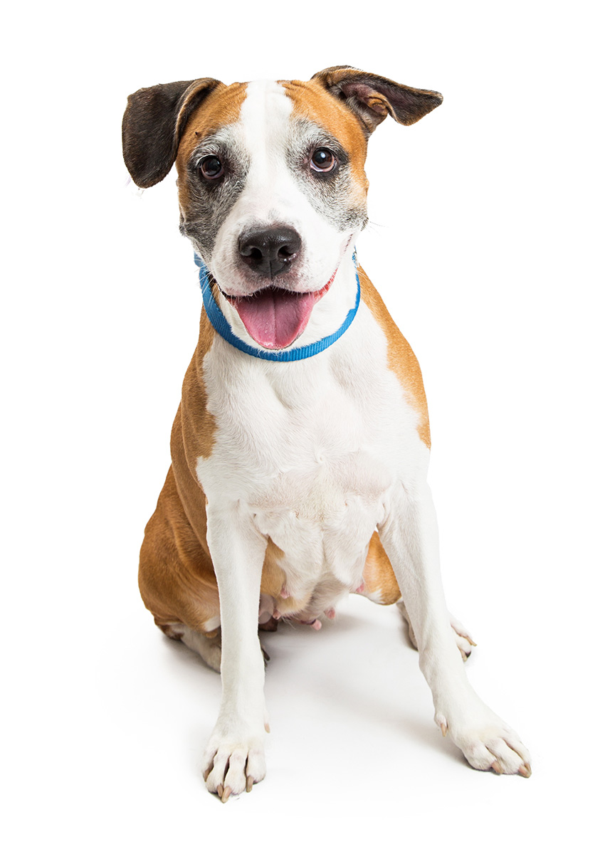 boxer