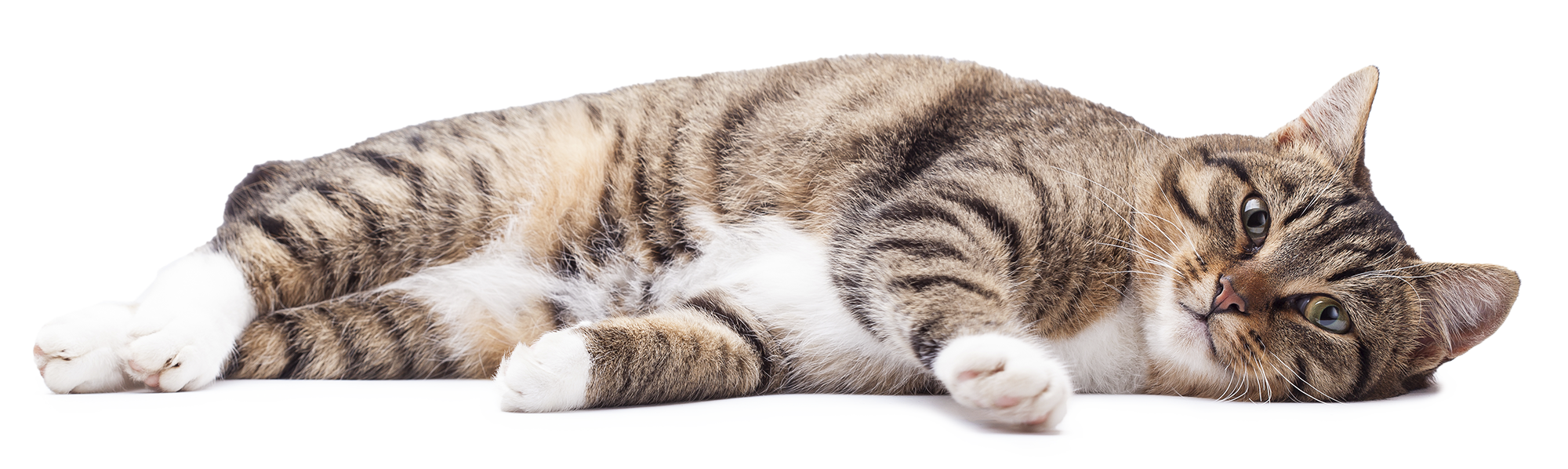 laying_cat