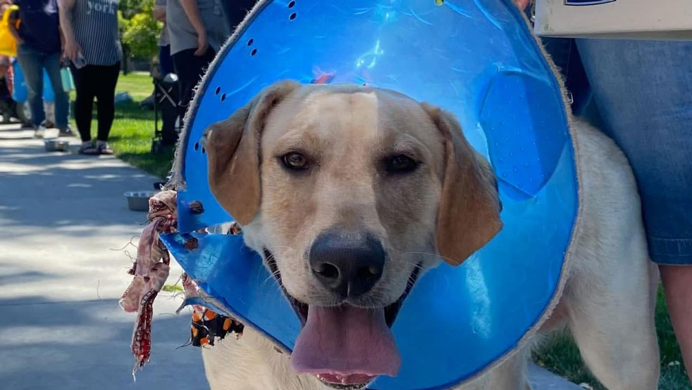 dog-cone4